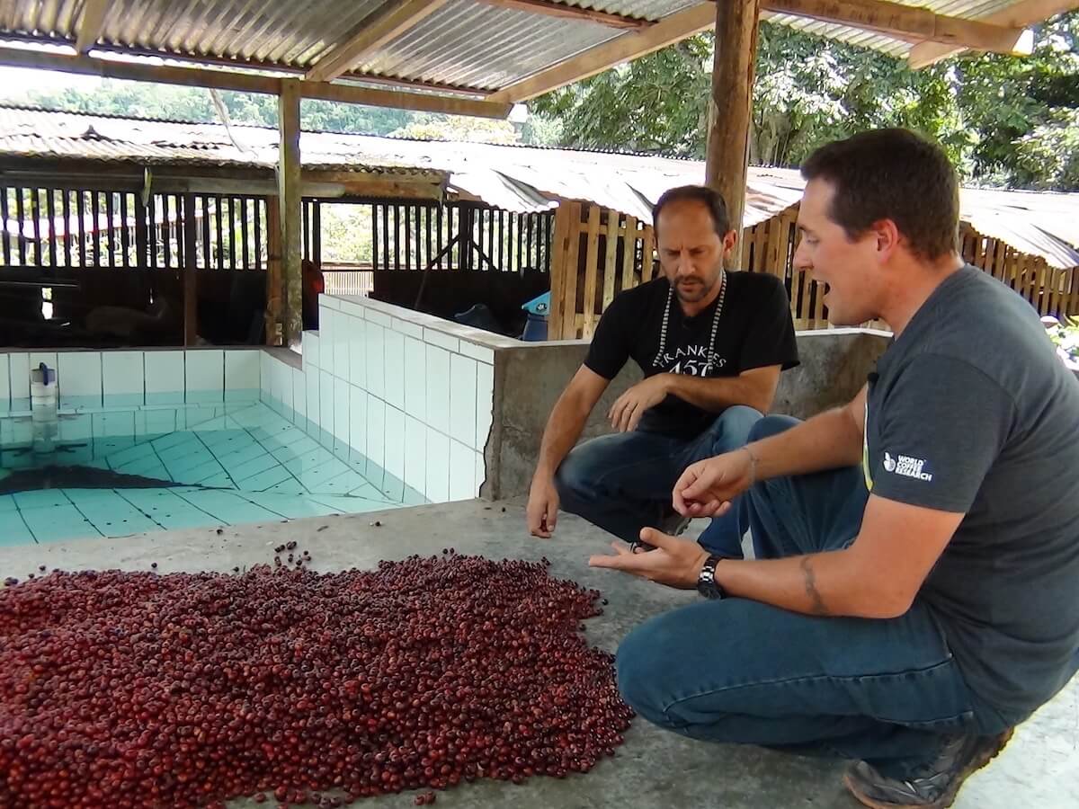 Seleccionando granos de café para nuestra cafetería Terruá ubicada en Miraflores, Lima Perú