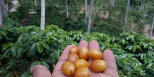 Aguaymantos de nuestra finca de cafe de especialidad