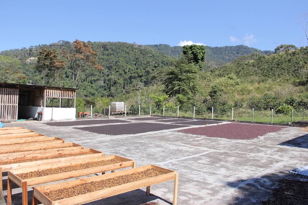 Finca de café en Villa Rica, en donde se cultiva, procesa y empaqueta café para nuestra cafeteria en lima
